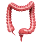 colon