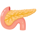 páncreas
